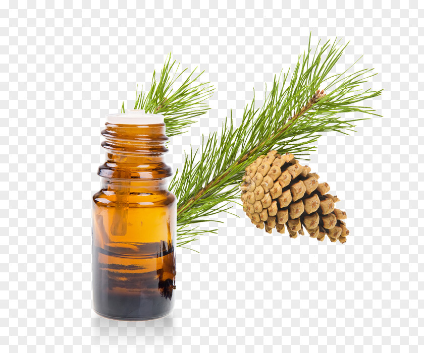 Melaleuca Tree Oil Essential Aromatherapy Scots Pine Aroma Compound PNG