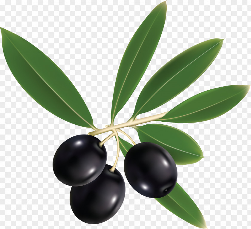 Olive Oil Mediterranean Basin Italian Cuisine PNG