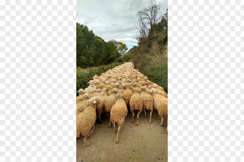 Santiago De Compostela Sheep Pasture Grazing Herd Snout PNG
