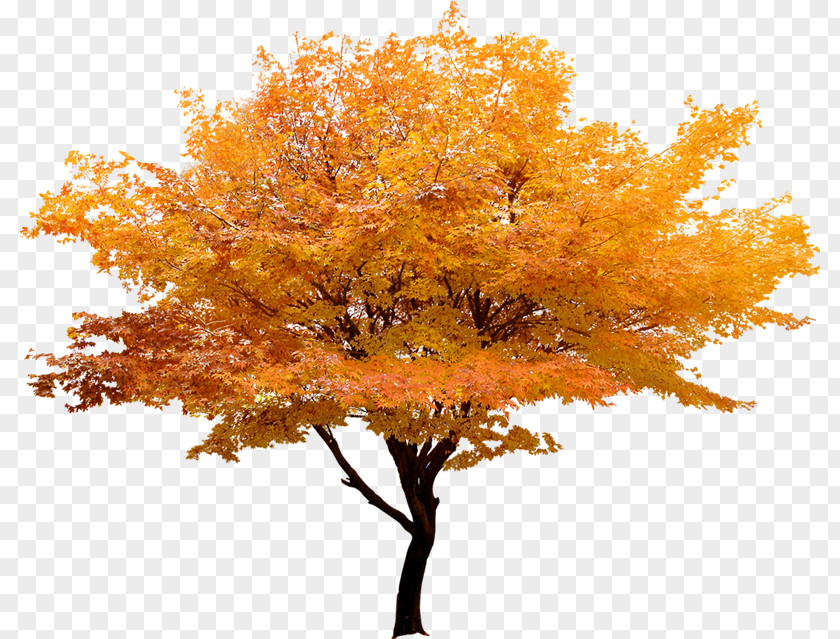Yellow Trees Landscape Korea Red Maple Japanese Tree Leaf PNG