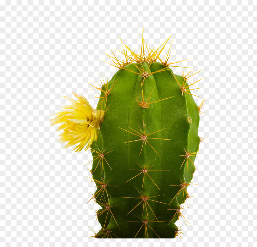 Cactus Creative Cactaceae Kalahari Extract Stock Photography Plant PNG