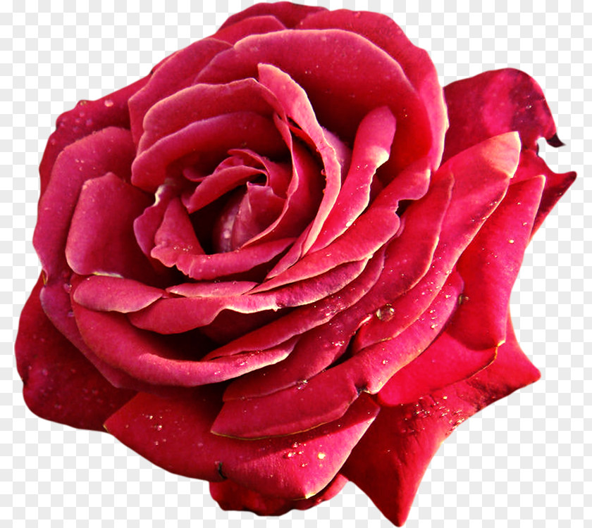 Garden Roses Cabbage Rose Beach Floribunda Floral Emblem PNG