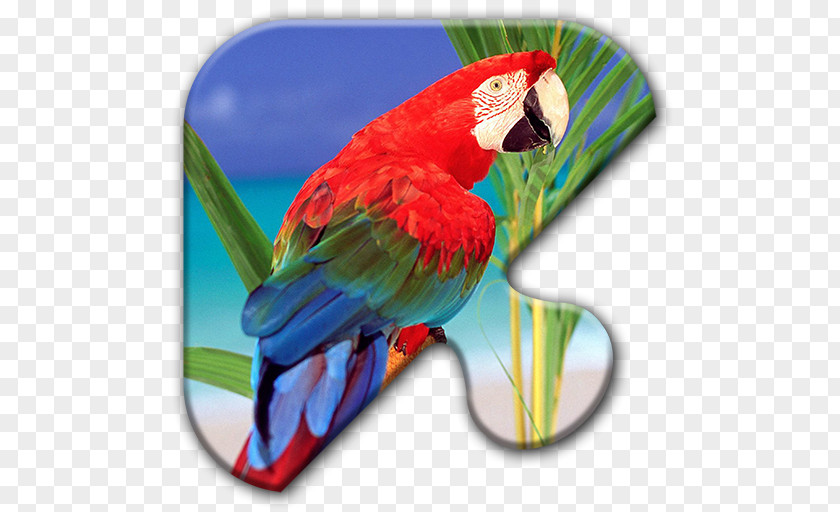 Parrot Polly Bird Lear's Macaw Desktop Wallpaper PNG