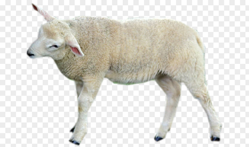 Sheep Cattle Goat Wildlife Terrestrial Animal PNG