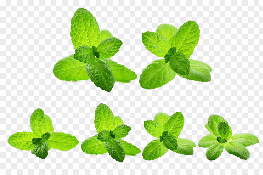 Green Mint Leaves Mentha Spicata Water Leaf PNG