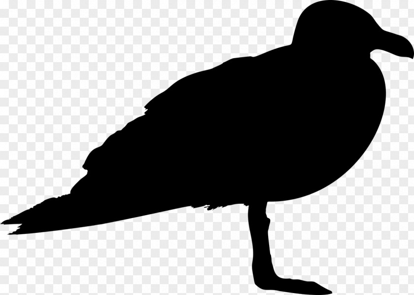 Kiwi Bird Gulls Silhouette Clip Art PNG