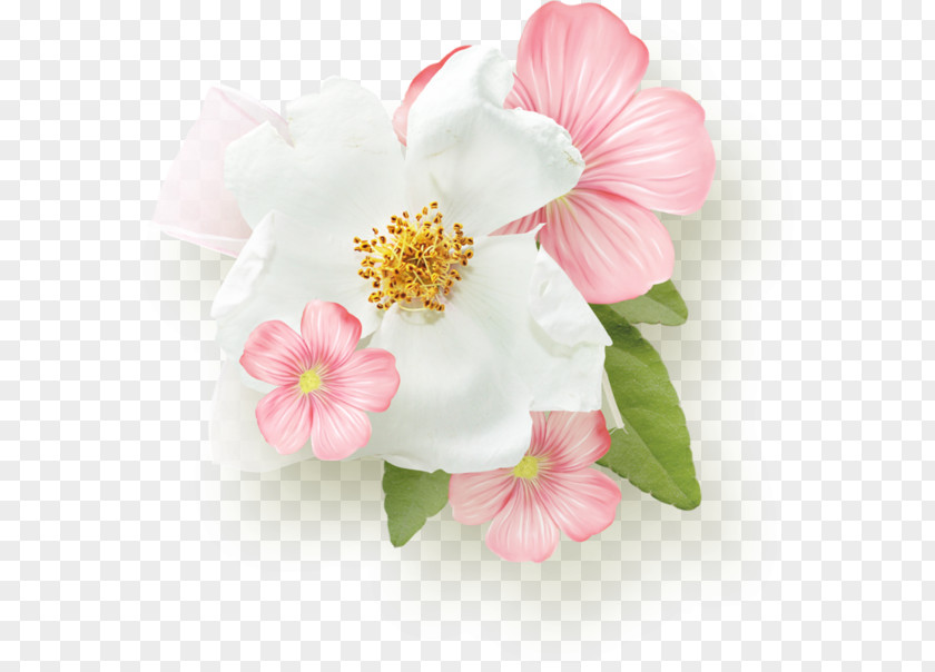Magnolia Flower Pink Day White PNG