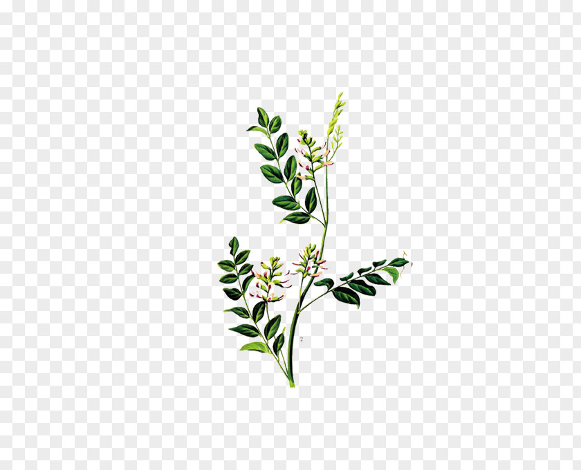 Plant Liquorice Glycyrrhiza Uralensis Artemisia Argyi Herb PNG