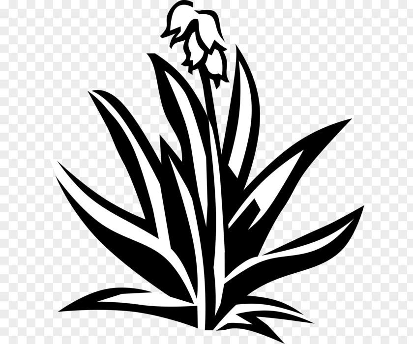 Plant Yucca Stem Flower Leaf PNG