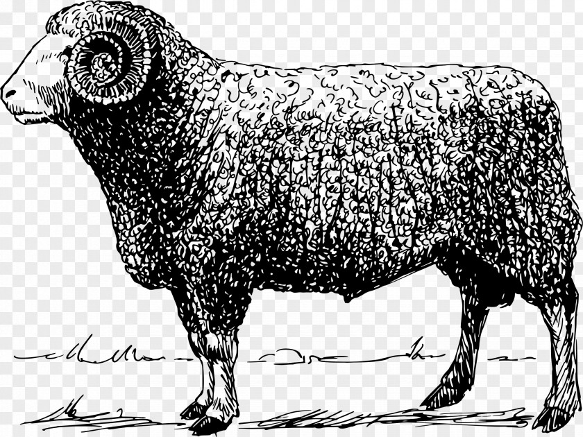 Sheep Public Domain Clip Art PNG