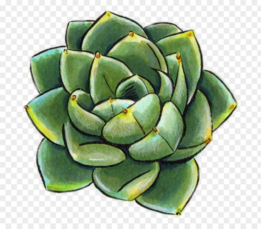 Summer Purslane Succulent Drawing Plant Watercolor Painting Cactus Sketch PNG