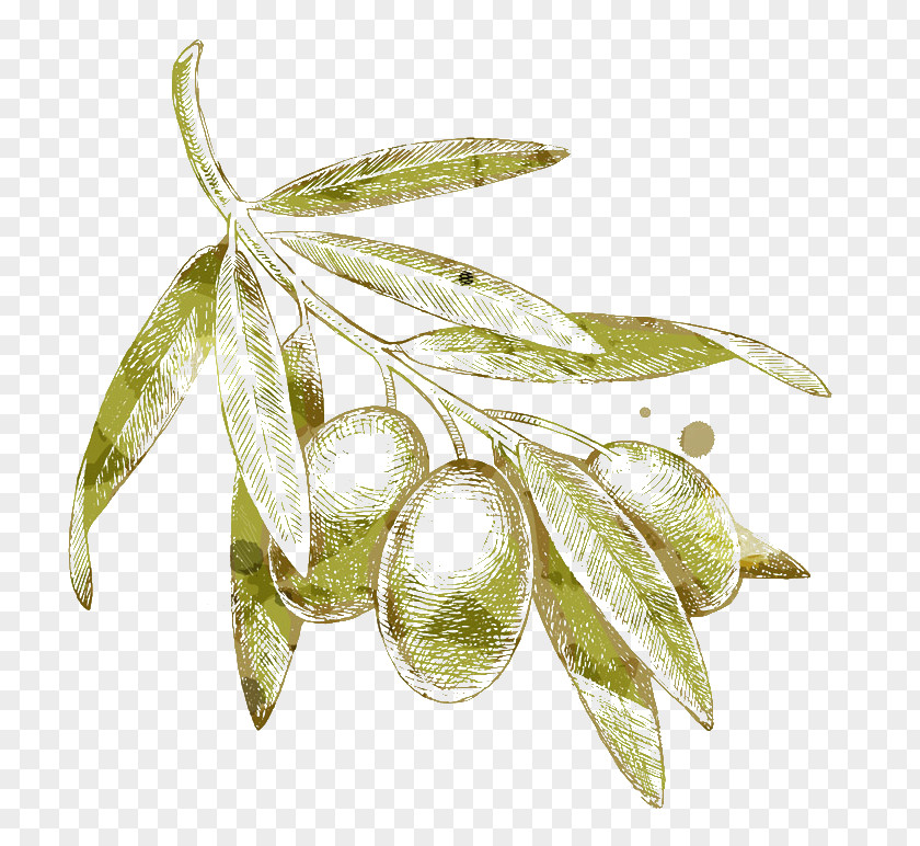 Yellow Olives Olive Branch Drawing PNG