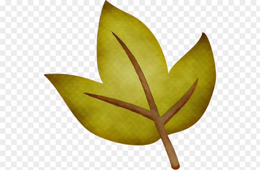 Anthurium Tree Leaf Fruit PNG