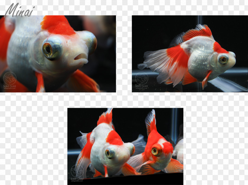 Butterfly Goldfish Oranda Pet Fish Solid Gold Aquatics PNG