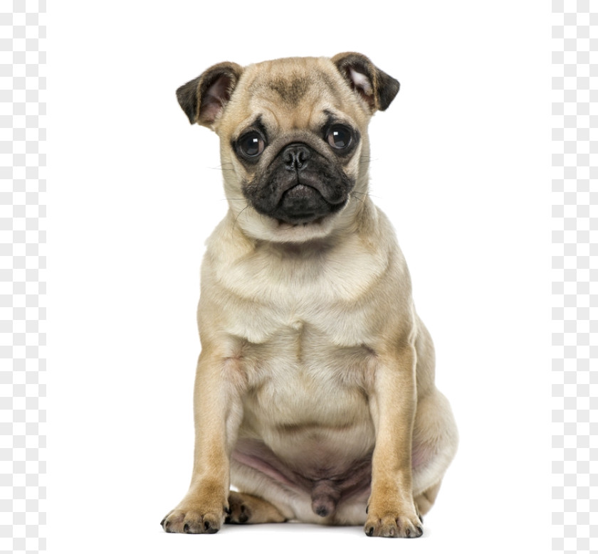 Puppy Pug French Bulldog Breed PNG