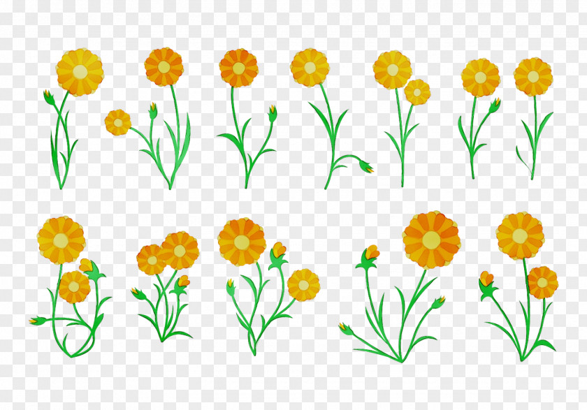 Cut Flowers Floral Design Pot Marigold Tulip Plant Stem PNG