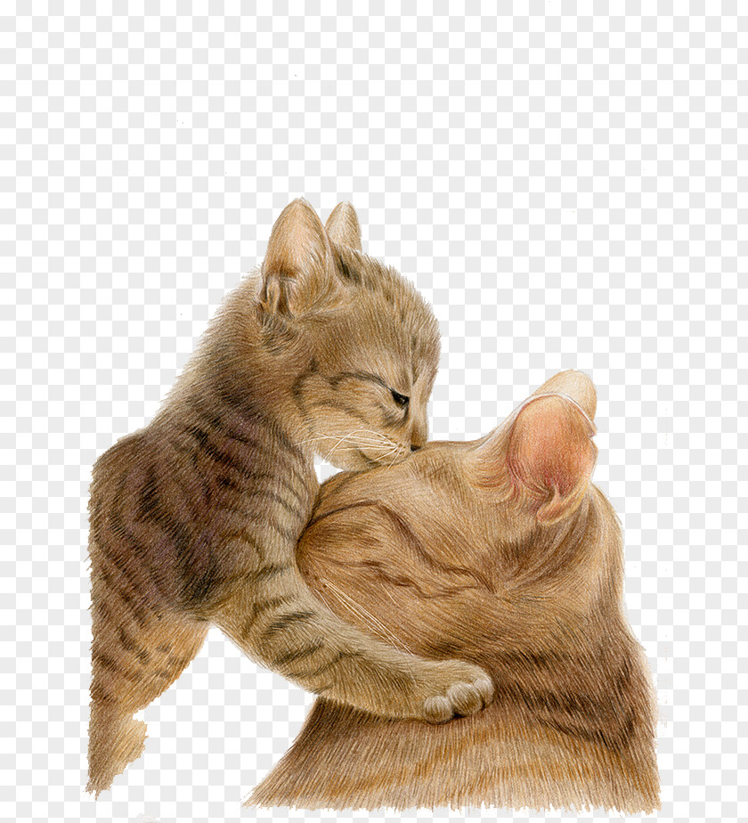 Free Cute Cat Illustration Matting European Shorthair Printed T-shirt Whiskers Kitten PNG