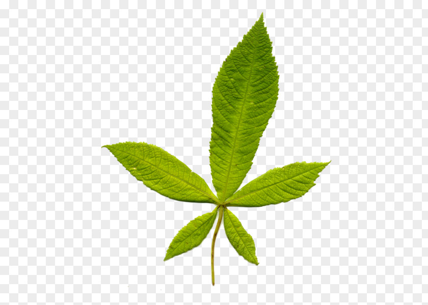 Leaf Plant Stem Wikipedia European Horse-chestnut PNG