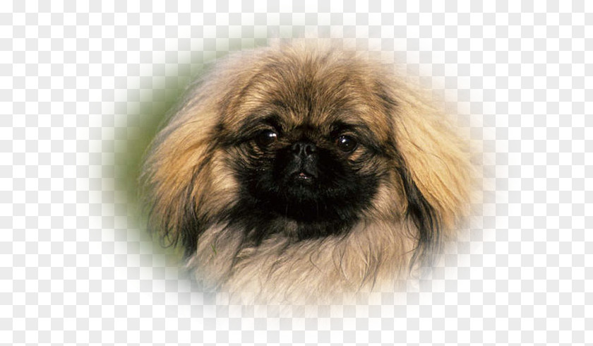 Pekingese Tibetan Spaniel Chinese Imperial Dog Breed Companion PNG