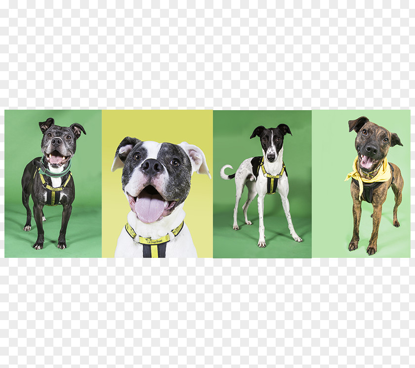 Pet Adoption Dog Breed Great Dane Leash Snout PNG