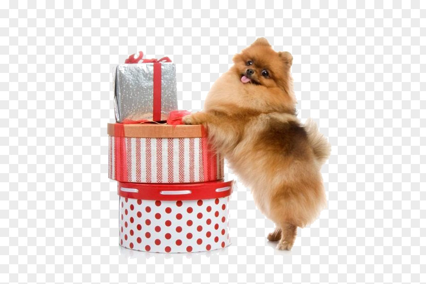 Puppy Pomeranian Volpino Siberian Husky Spitz PNG