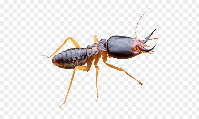 Rat Ant Pest Control Eastern Subterranean Termite PNG