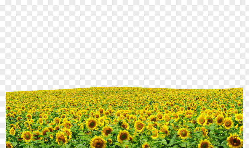 Sunflowers Hd Laptop Display Resolution The Harvester High-definition Television Wallpaper PNG