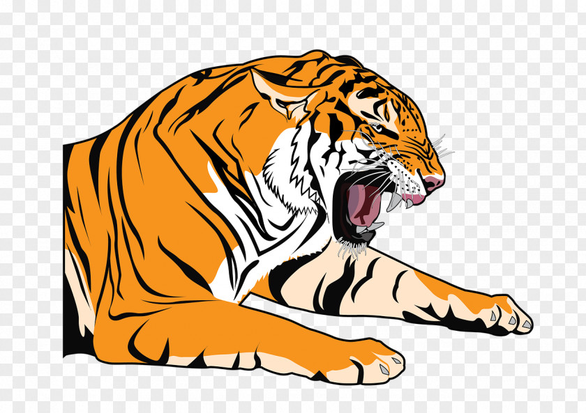 Tiger Bengal Coloring Pictures Drawing PNG