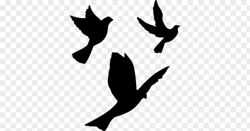 Birds Flying Transparent Free Icons Pigeons And Doves English Carrier Pigeon Homing Vector Graphics Bird PNG