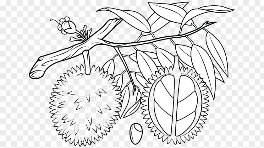 Durian Fruit Coloring Book Orange Clip Art PNG