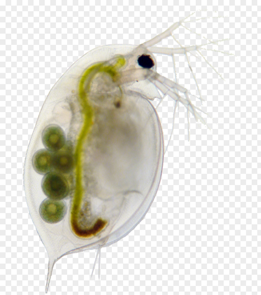 Guppy Daphnia Magna Zooplankton Water Flea PNG