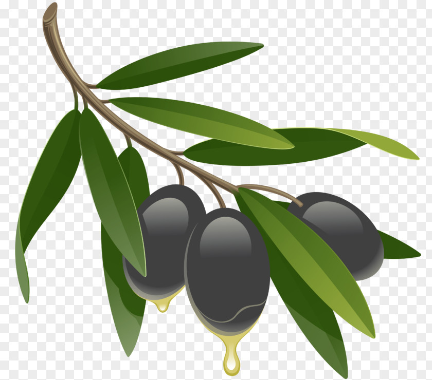Olive Leaf Vector Graphics Drawing Oil PNG