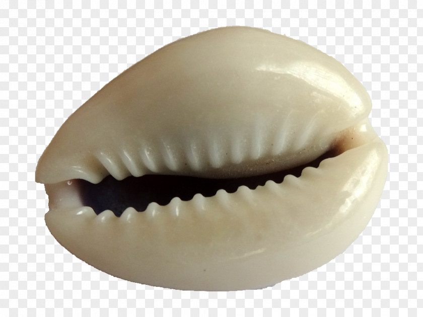 Seashell Monetaria Moneta Cypraea Conchology Malacology PNG