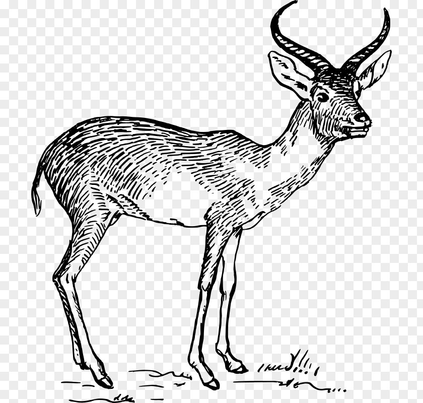 Gazelle Antelope Pronghorn Drawing Clip Art PNG