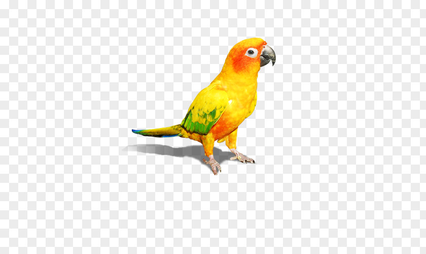 Orange Parrot Budgerigar Amazon Lovebird Macaw PNG
