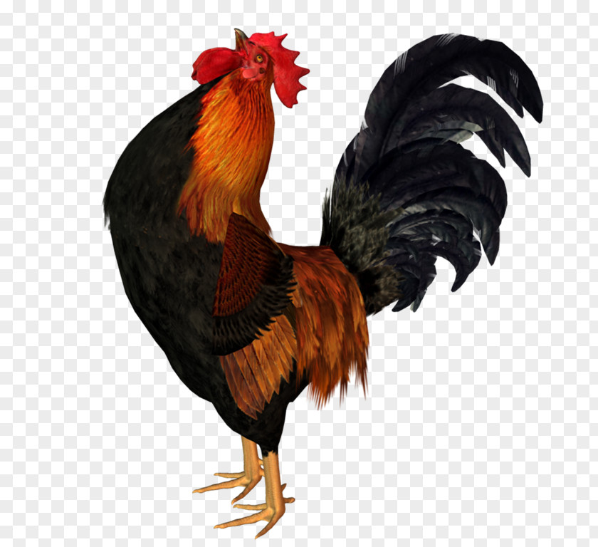 Rooster Chicken Animation Bird PNG