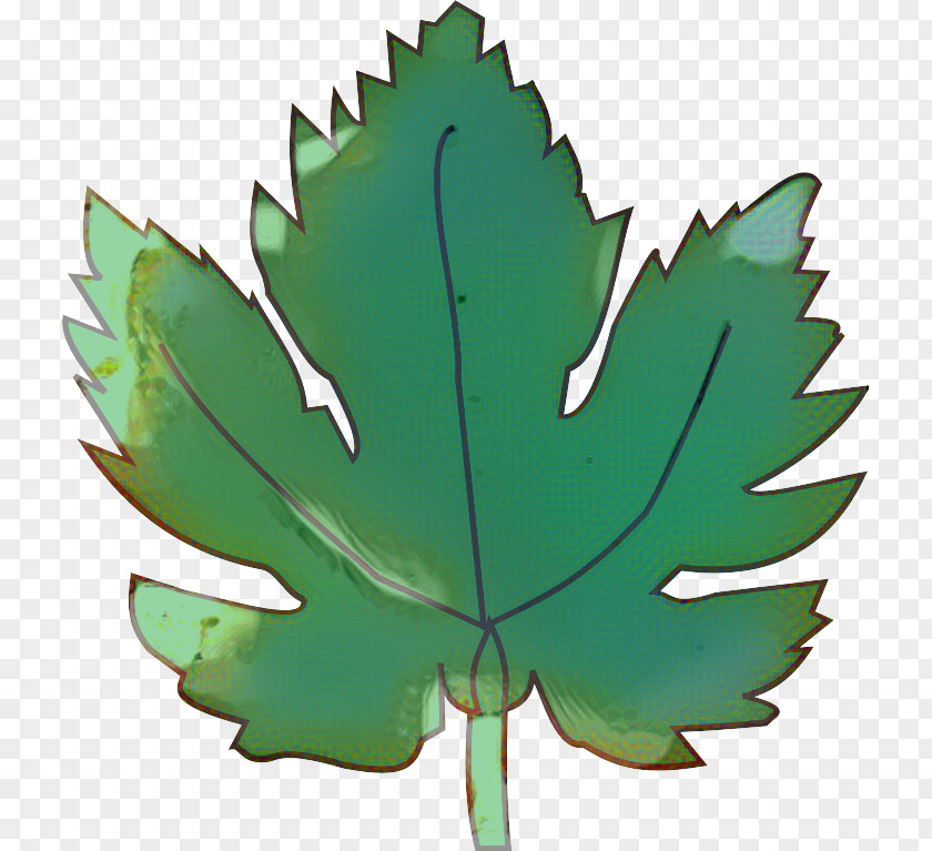 Symbol Maple Green Leaf Background PNG