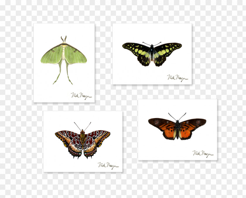 Butterfly Brush-footed Butterflies Boxed Luna Moth PNG