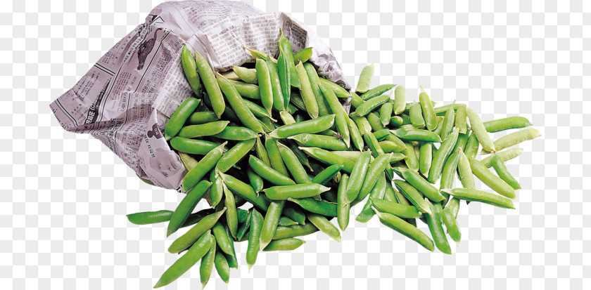 Green Bean Common Lima Crop Yield PNG
