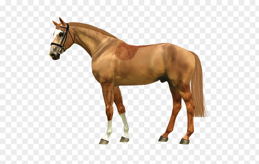 Horse Haydon Stud Vector Graphics Image PNG