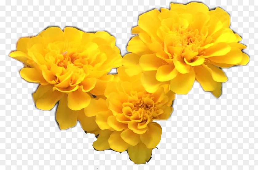 X Ray Flowers Yellow Cut Petal PNG