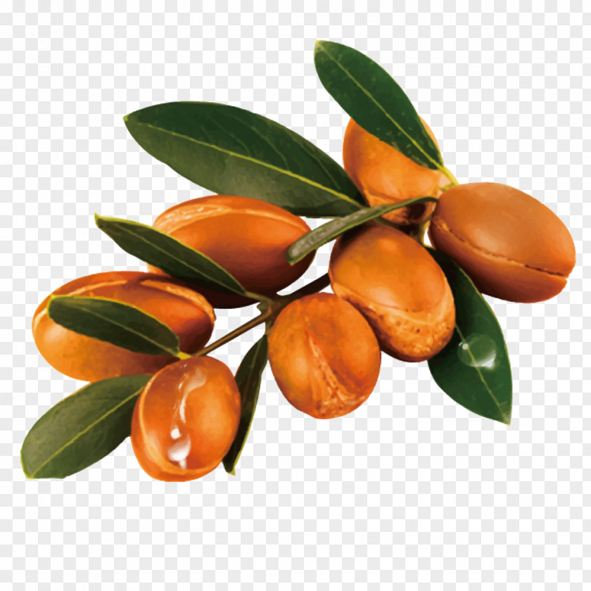 Argan PNG clipart PNG