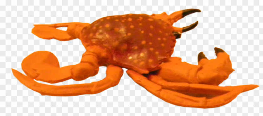 Crab Drawing Dungeness PNG
