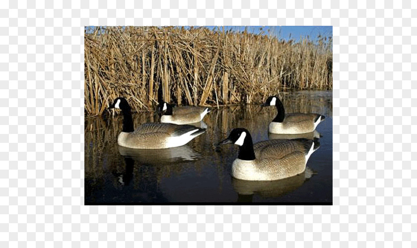 Duck Canada Goose Decoy Waterfowl Hunting PNG