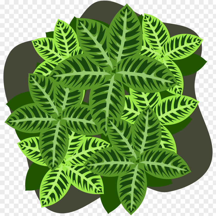 Four Leaf Clover Plant PNG