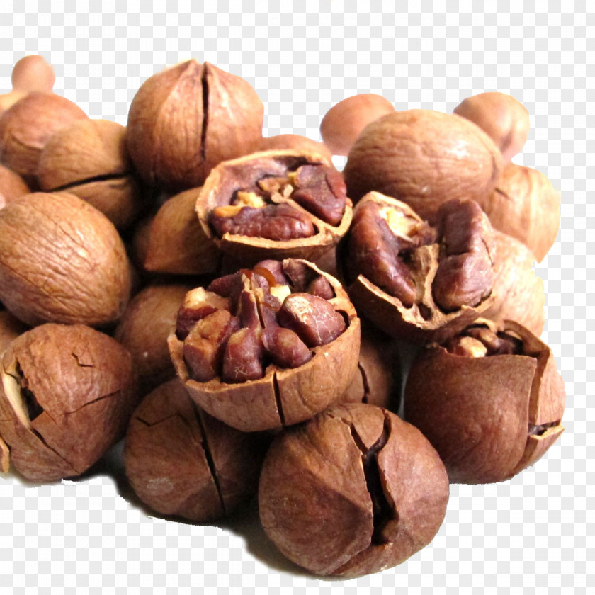 Walnut Juglans Hickory Eating Food PNG