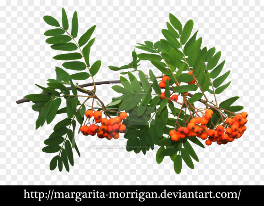 Berry Branch PLLC Rowan Image Desktop Wallpaper File Format PNG