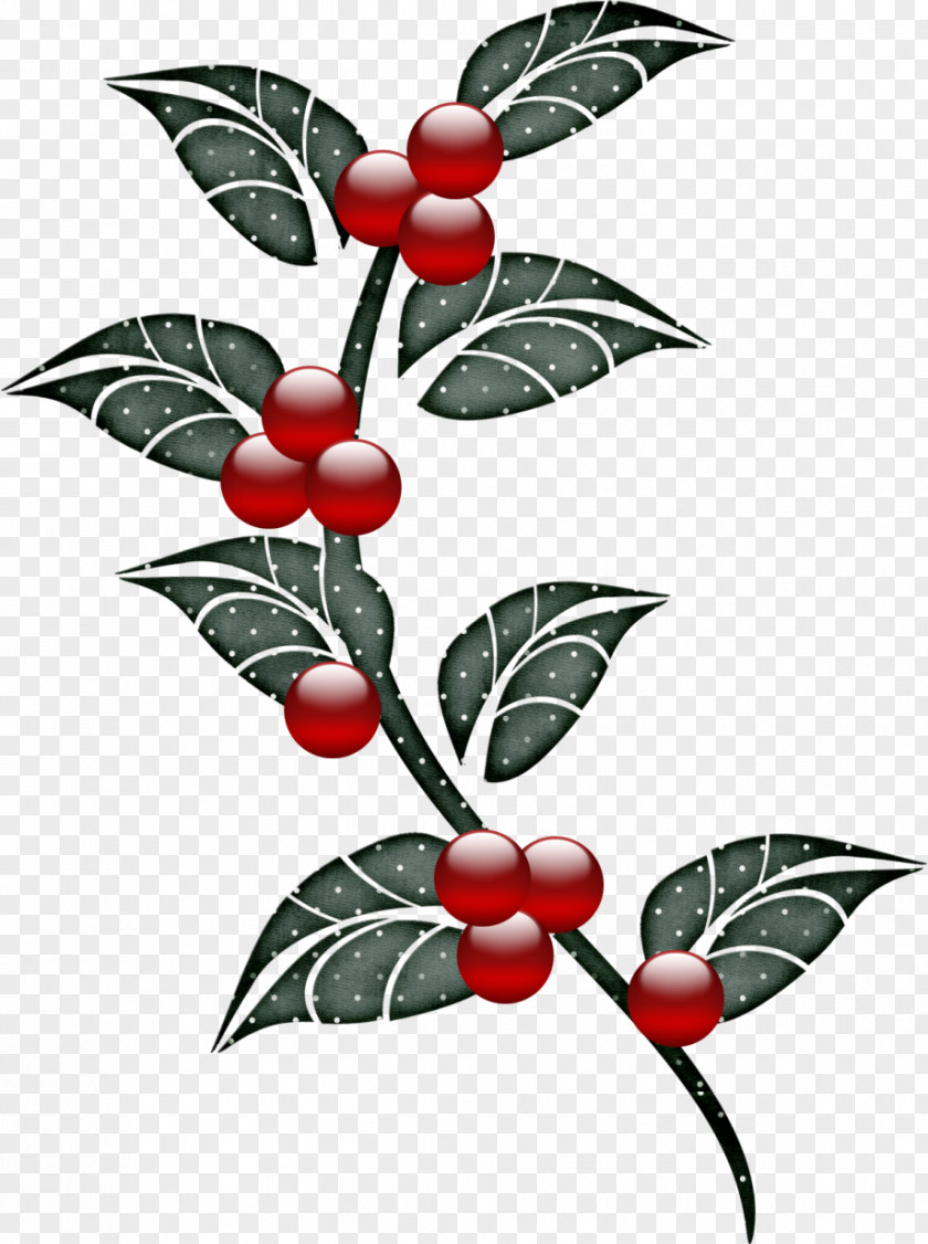 Feuilles De Houx Common Holly Poinsettia Pin Christmas Day Aquifoliales PNG