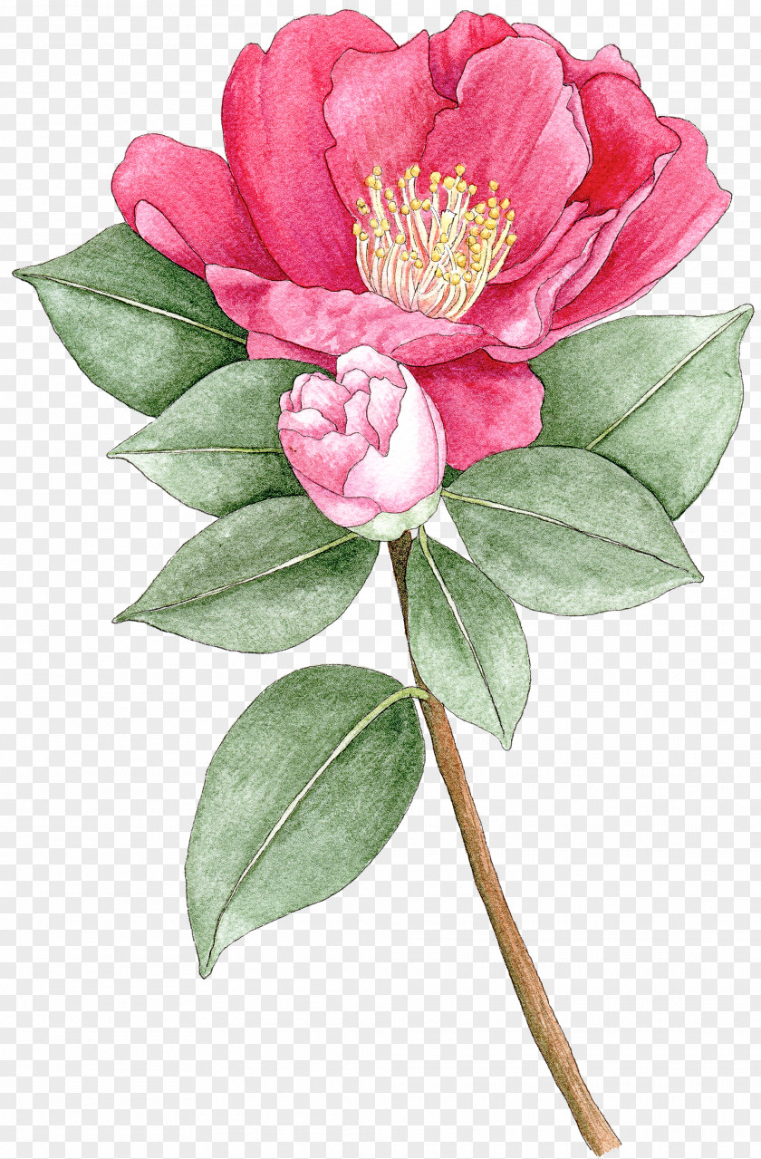 Flower Plant Pink Petal Chinese Peony PNG