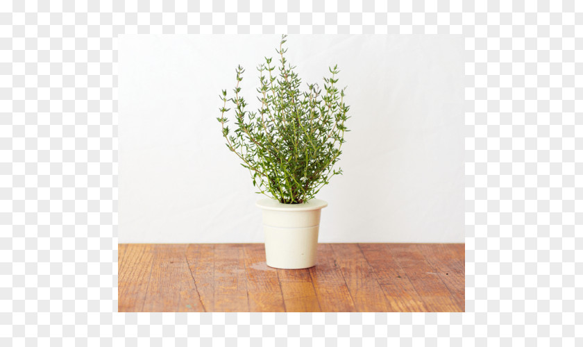 Herb Garden Lemon Thyme Caraway PNG